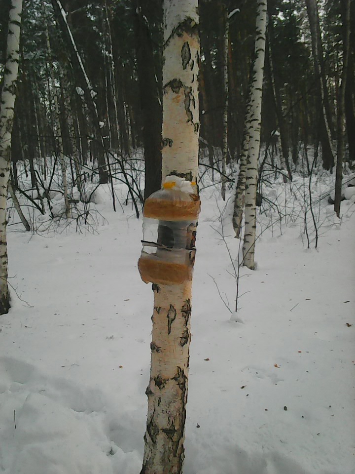 Интересное наблюдение за птицами у кормушки