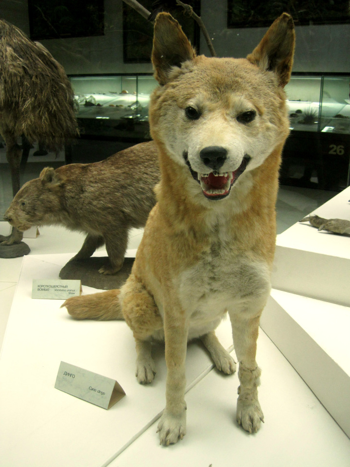 День в музее. Анжела в Государственном Дарвиновском музее