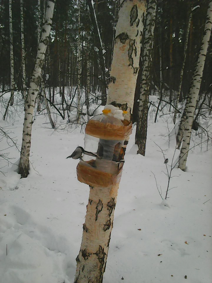 Интересное наблюдение за птицами у кормушки