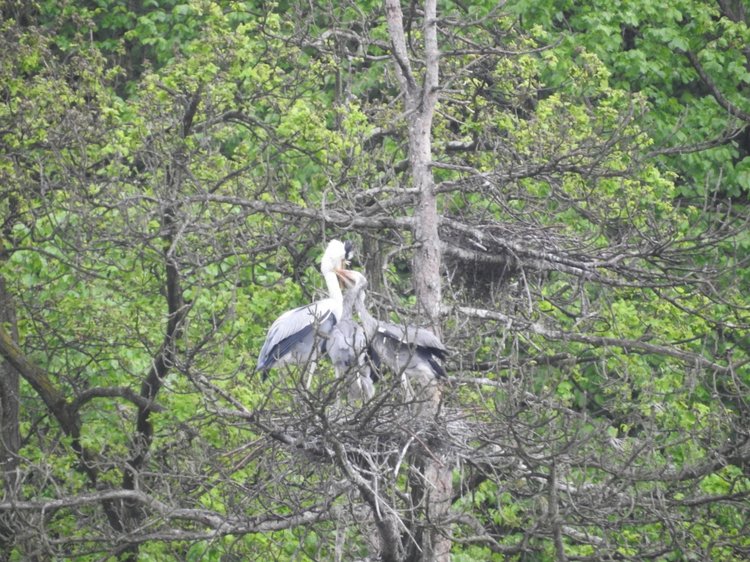 Любителям птиц. Серая цапля Словении
