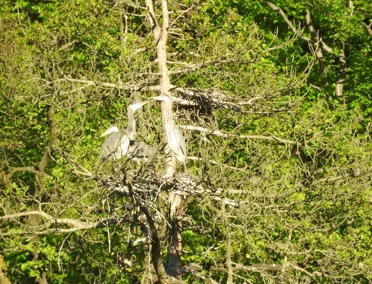 Любителям птиц. Серая цапля Словении