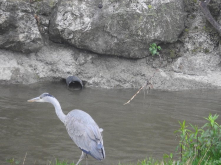 Любителям птиц. Серая цапля Словении