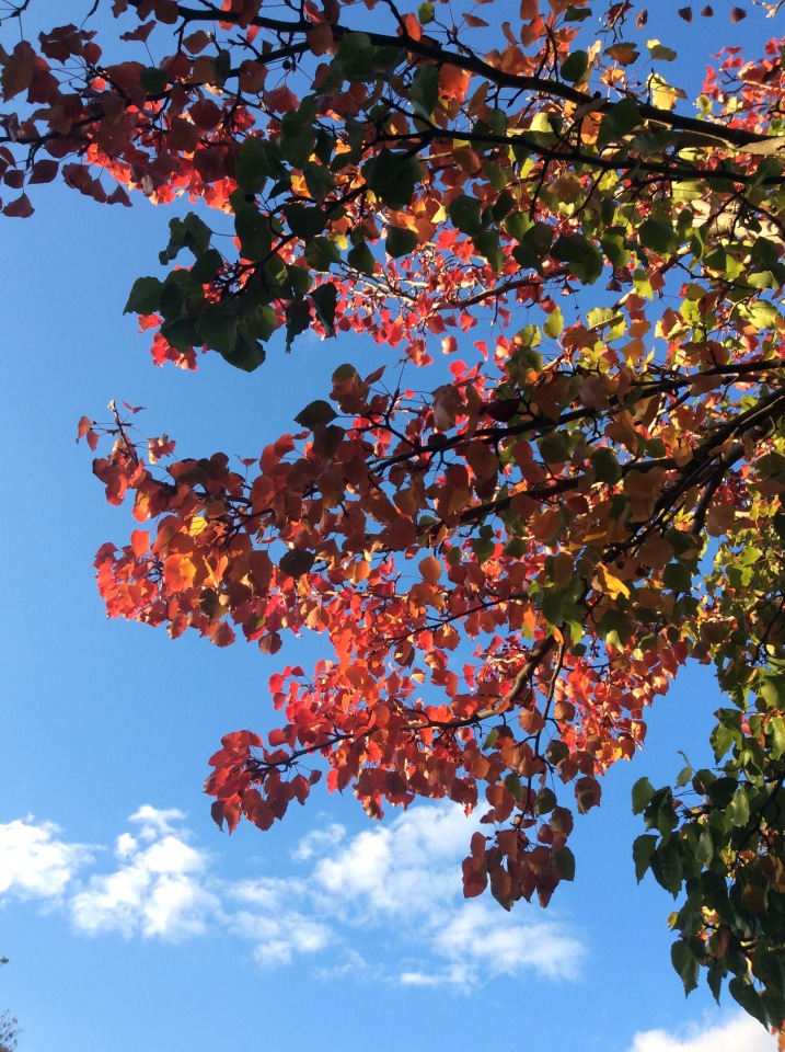 Осень в Австралии — Одежда и обувь для кукол BJD (БЖД): 1/3