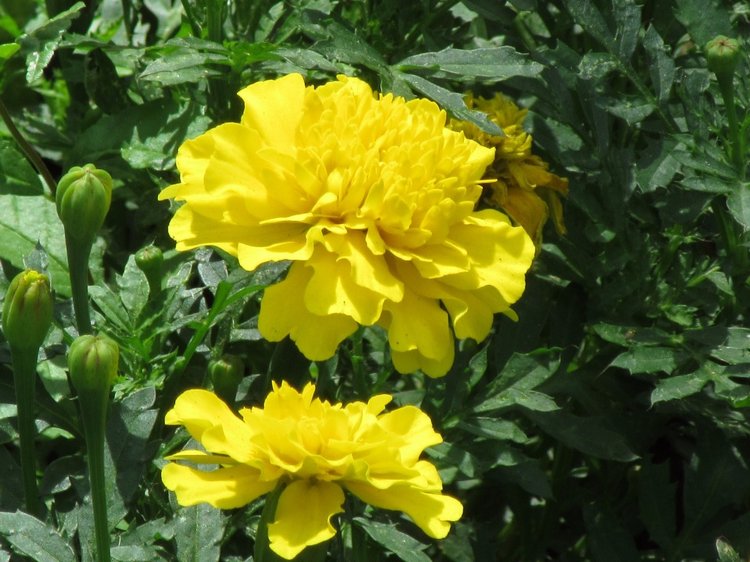 По дороге летним днём Магдалена шла с чепцом