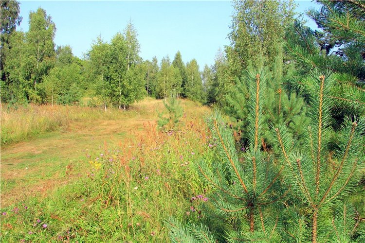 Просто Соня. Уникальные куклы от Сильвии Наттерер | Бэйбики Просто Соня. Уникальные куклы от Сильвии Наттерер