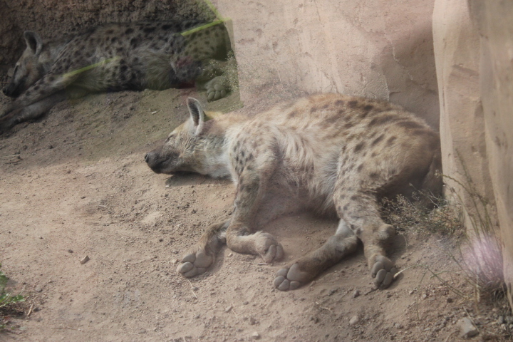 По Германии: зоопарк Лейпцига, часть 3