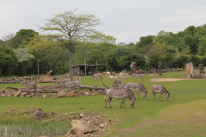 По Германии: зоопарк Лейпцига, часть 1