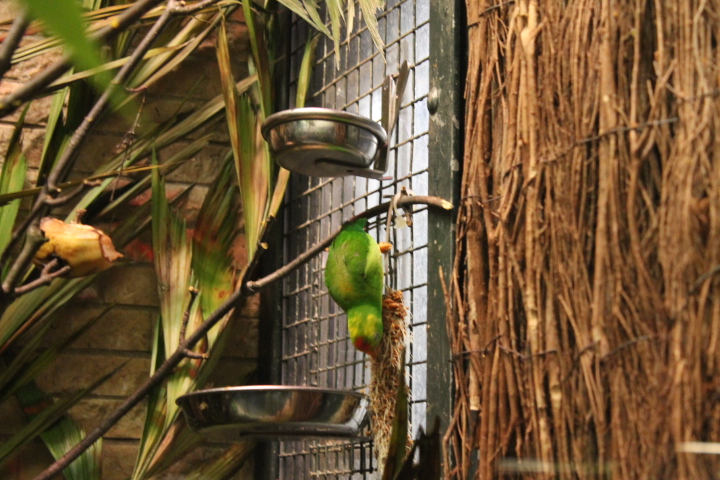 По Германии: зоопарк Лейпцига, часть 2