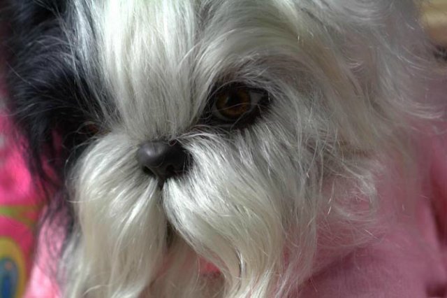 Маленький Ши-цу из молда "Принцесса"(мопс).Работа американского мастера