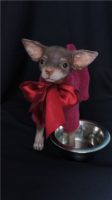 Авторские собачки Светланы Гришко (фото 3)