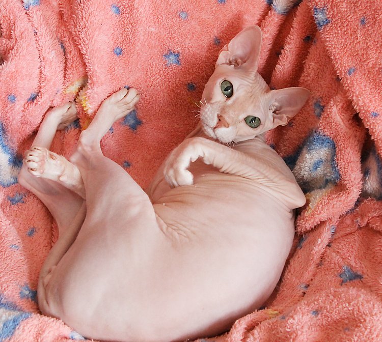 Знакомство Лолы, Kaye Wiggs