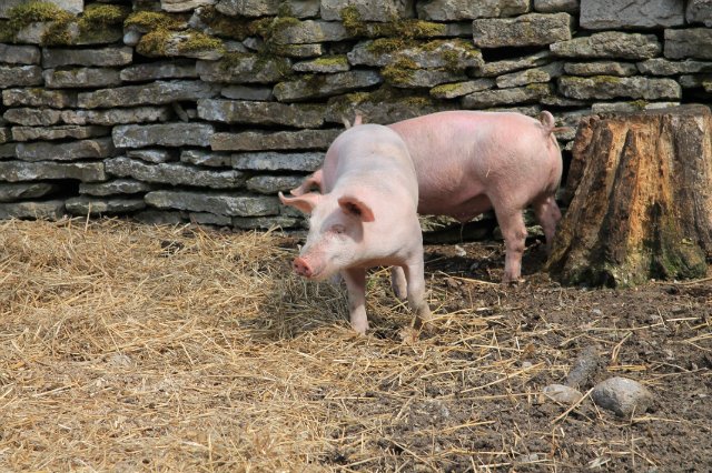 И все- таки Ксюша (таняшечка от Татьяны Филенко) побывала в Эстонии