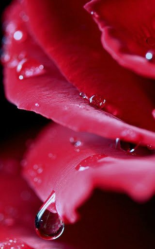 Капелька :) — Интересное и необычное: фотоподборки