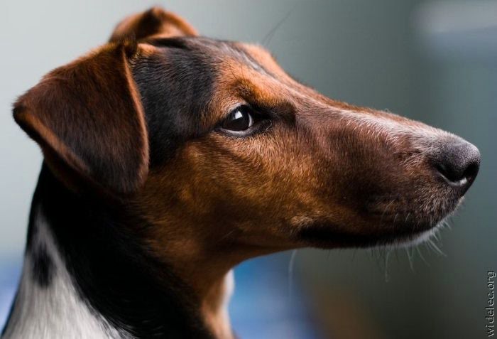 Если вы хотите завести собаку