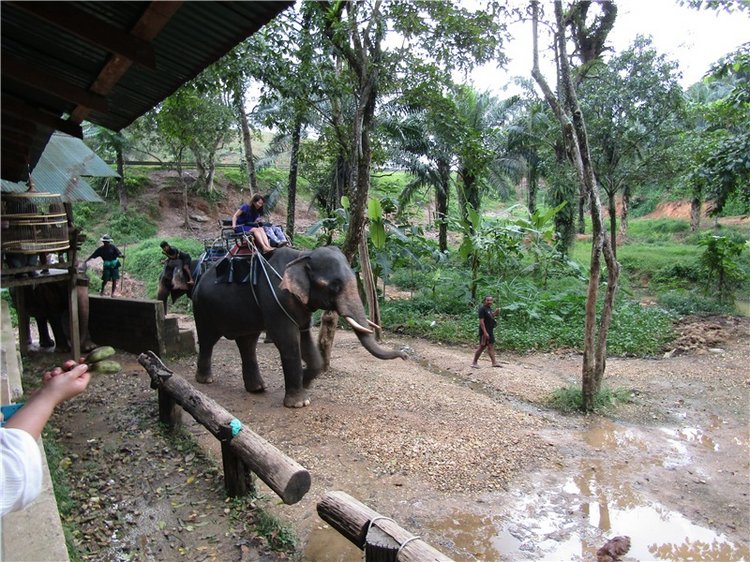 Семь слонов счастья — Туризм и путешествия: фотоотчеты из поездок