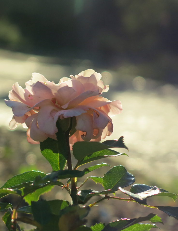 Субботняя прогулка — Болталка и разговоры обо всем: жизнь (фото 9)