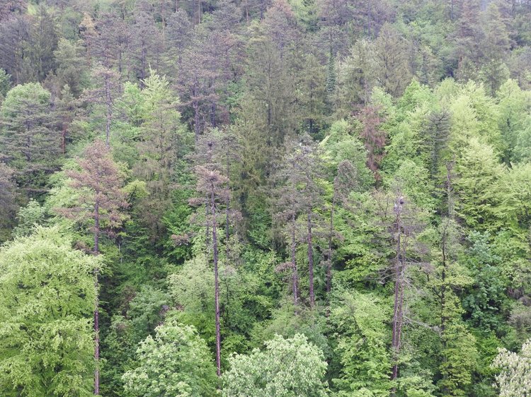 Любителям птиц. Серая цапля Словении (фото 7)