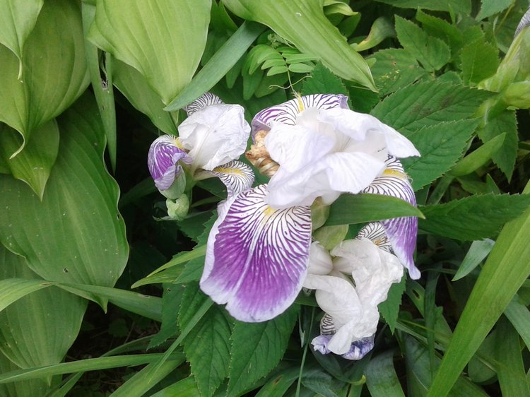 Псков: из лета в лето. Прогулки по городу и куклы