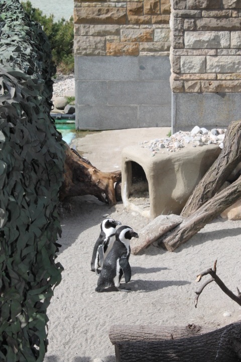 По Германии: зоопарк Лейпцига, часть 1 (фото 7)