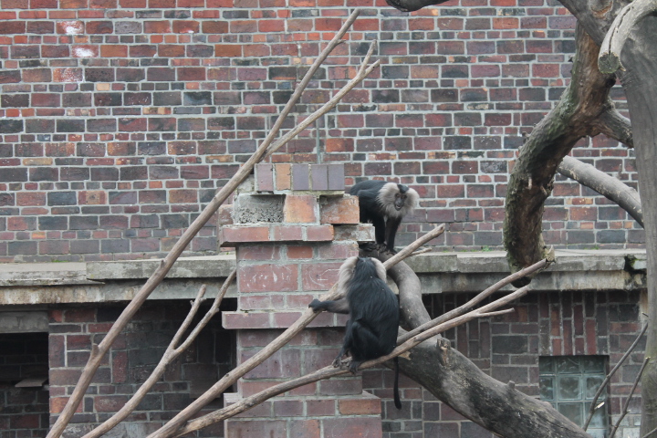 По Германии: зоопарк Лейпцига, часть 2