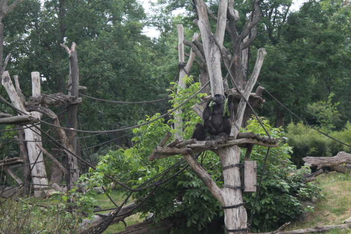 По Германии: зоопарк Лейпцига, часть 3 (фото 8)