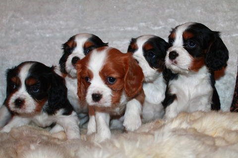 Колечко в виде щенка сделанное по мотивам работ Дзиро Миура, Jiro Miura (фото 3)