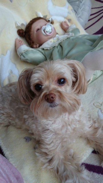 "У меня режутся зубки". Очень редкая девочка от Ли Миддлетон - Teething Blues (фото 6)