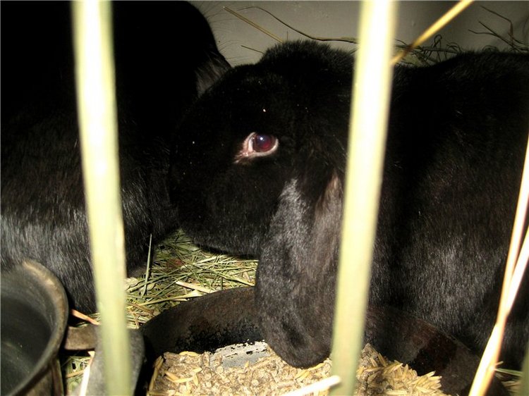 Как мы искали ручейки. Лерочка – коллекционная кукла Sissel Skille