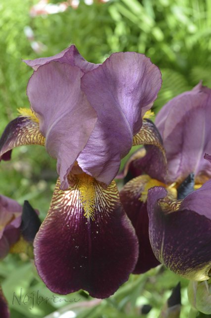 Яркие краски. Вихтели Rosemarie Anna Muller