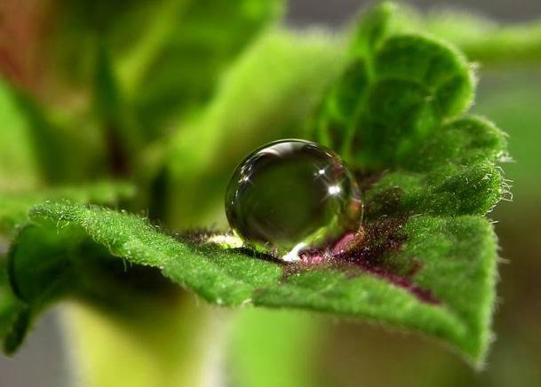 Капелька :) — Интересное и необычное: фотоподборки