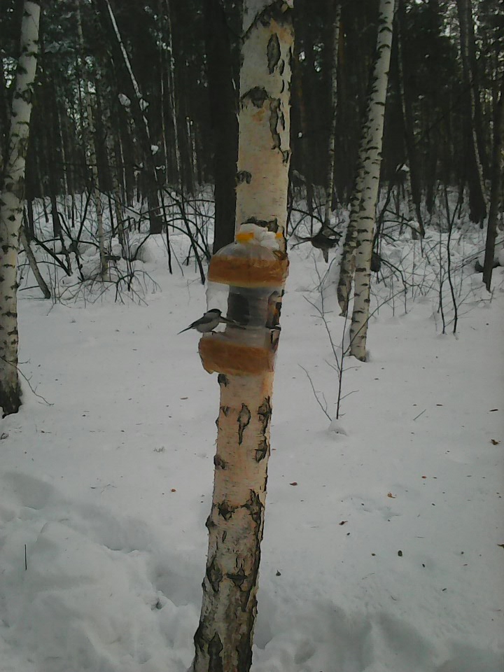 Интересное наблюдение за птицами у кормушки