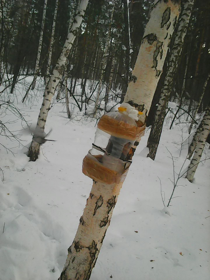 Интересное наблюдение за птицами у кормушки