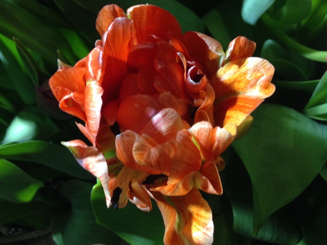 Поздравление с 8 Марта или "Репетиция весны в аптекарском огороде"