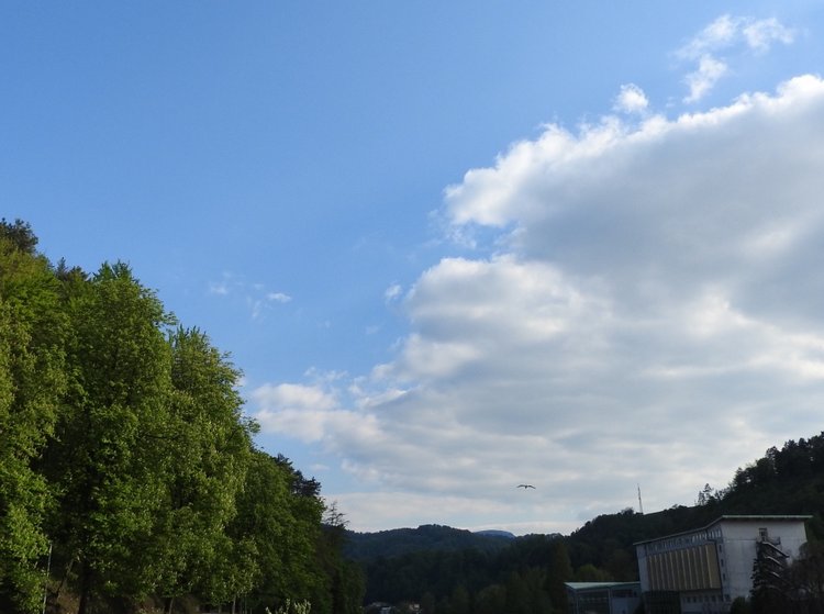 Любителям птиц. Серая цапля Словении (фото 3)