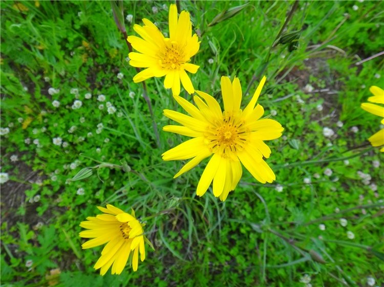 Китти и Гретхен на Орше — Куклы Gabriele Muller (Габриэле Мюллер): немецкий фарфор