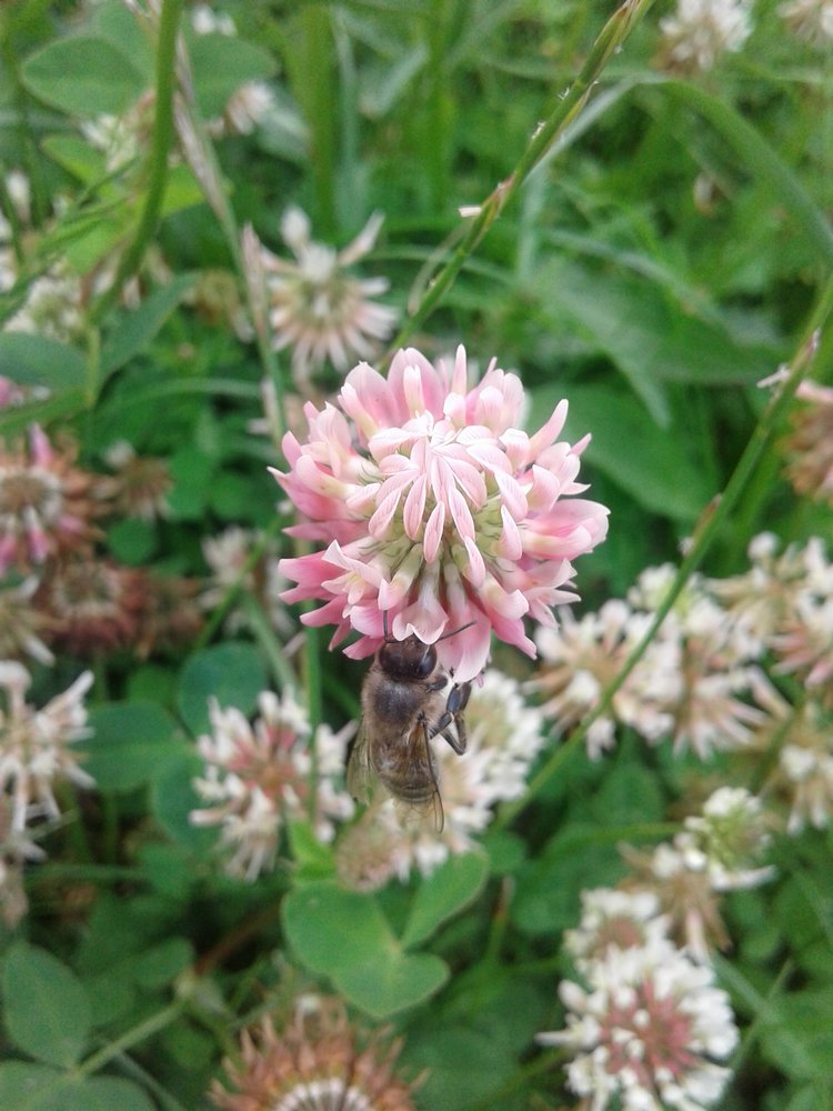 Псков: из лета в лето. Прогулки по городу и куклы