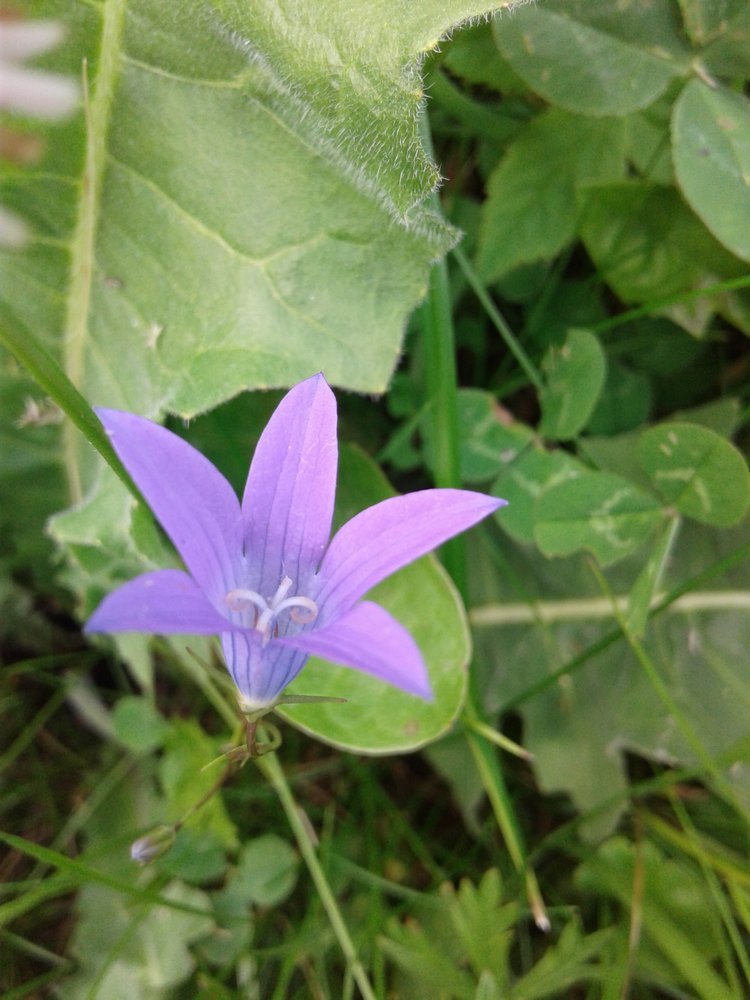 Псков: из лета в лето. Прогулки по городу и куклы