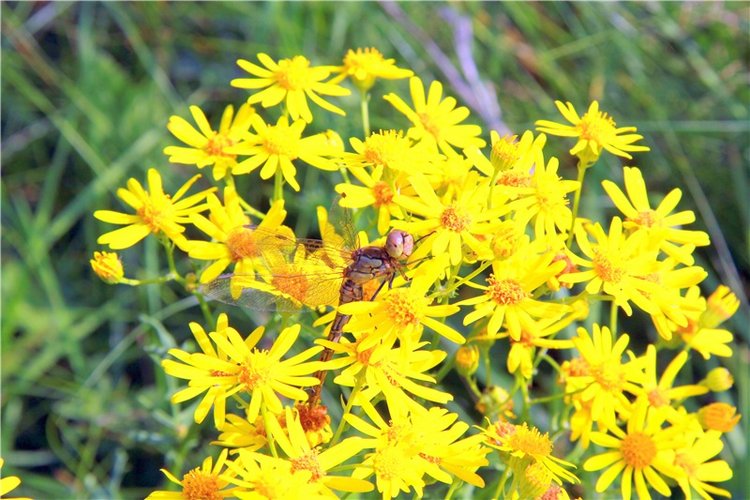 Просто Соня. Уникальные куклы от Сильвии Наттерер | Бэйбики Просто Соня. Уникальные куклы от Сильвии Наттерер
