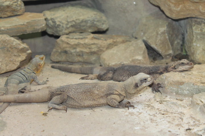 По Германии: зоопарк Лейпцига, часть 1