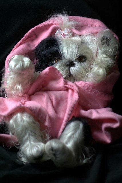 Маленький Ши-цу из молда "Принцесса"(мопс).Работа американского мастера (фото 7)