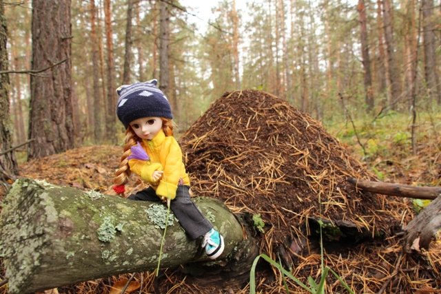 По грибы. Бузулукский бор