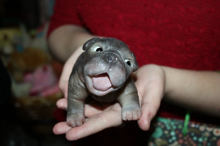 Выставка кукол, мишек тедди, кукольных домиков и миниатюры в Нидерландах. Заключение