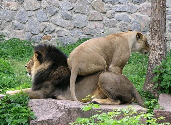 Кошачий позитив — Интересное и необычное: фотоподборки