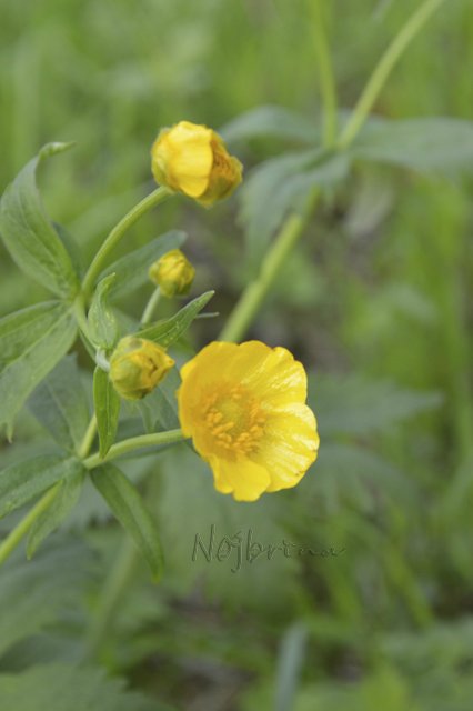 Яркие краски. Вихтели Rosemarie Anna Muller