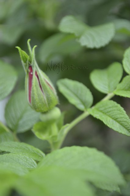 Яркие краски. Вихтели Rosemarie Anna Muller