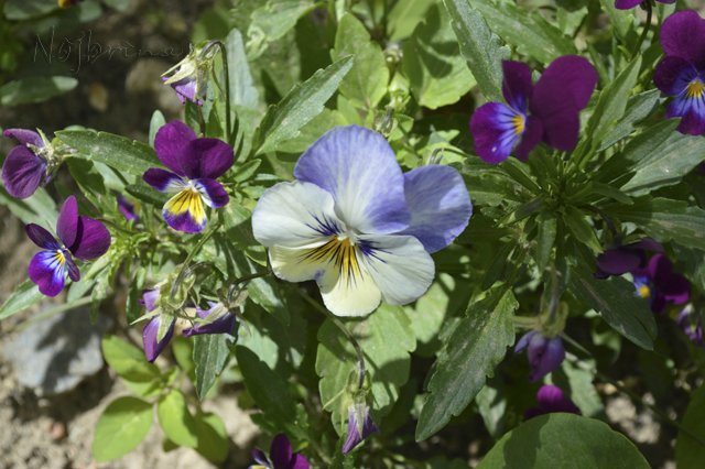 Яркие краски. Вихтели Rosemarie Anna Muller