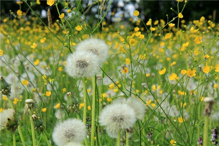 46-ой Пушкинский праздник поэзии в Берново. Часть первая