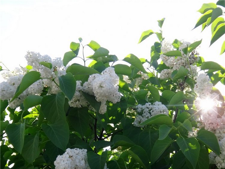 Кашин - город русского сердца. Часть пятая. Город - курорт, Санаторий "Кашин" (фото 6)