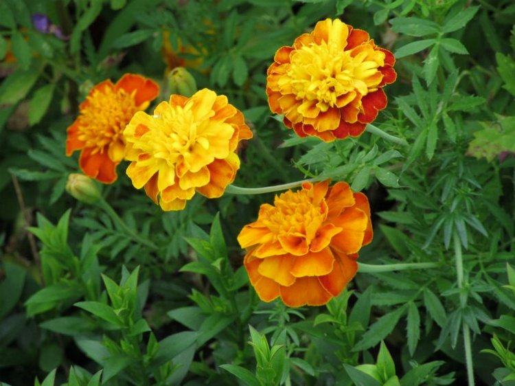 Комбинезон из куска льняной ткани для Хелены