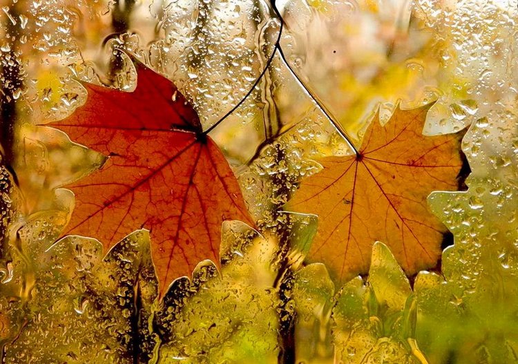 Красотка-осень — Болталка и разговоры обо всем: жизнь